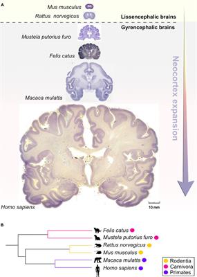 Evolution of the Neocortex Through RNA-Binding Proteins and Post-transcriptional Regulation